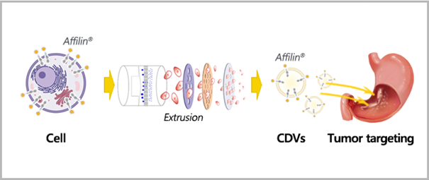 Affilin Mediated Cdvs
