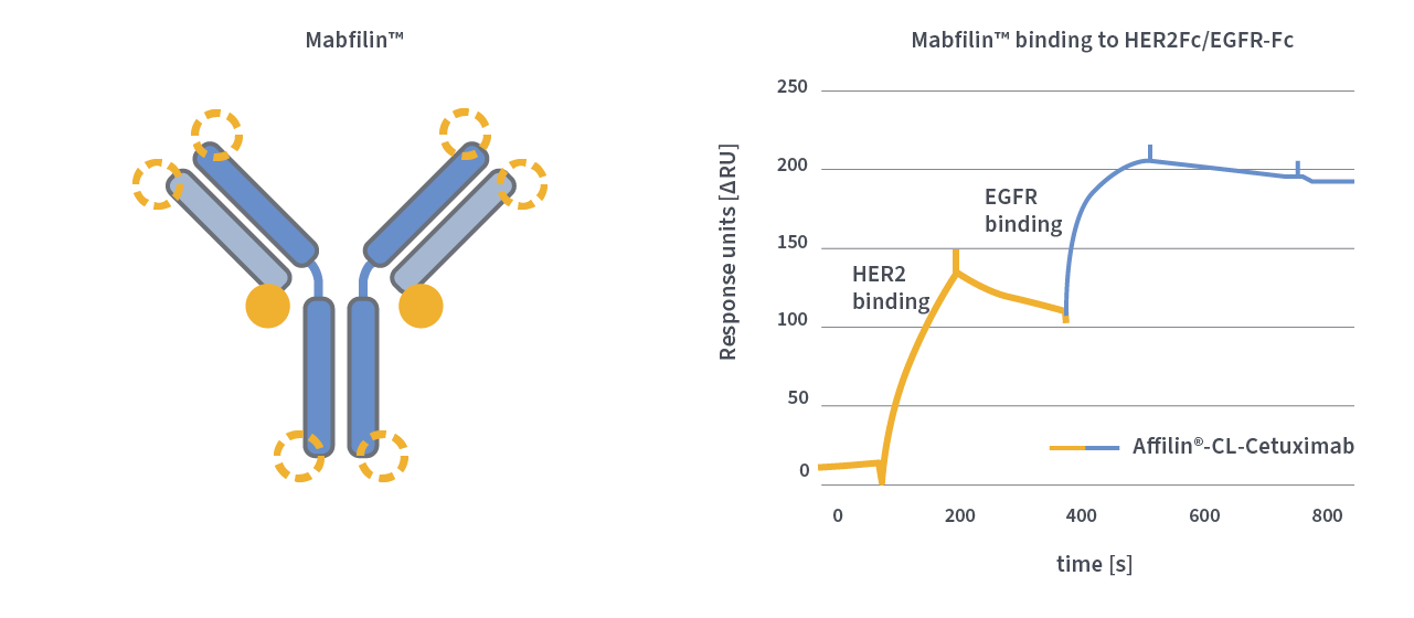 NAVIGO Multispecific Ligands 2