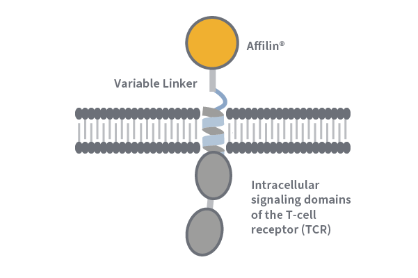 NAVIGO Cellular Therapy 2 Var 1